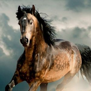 Meet your Posher, William